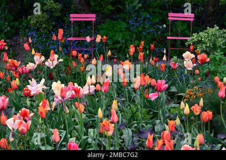 tulipa Rouge Lady, tulipa Ballerina, tulipa Rosa Impression, tulipa suncatcher, rote orange gelbe Aprikosenblüten, Frühling im Garten, gemischte Tulpen, Nadel Stockfoto