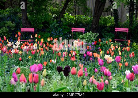 tulipa Rouge Lady, tulipa Ballerina, tulipa Rosa Impression, tulipa suncatcher, rote orange gelbe Aprikosenblüten, Frühling im Garten, gemischte Tulpen, Nadel Stockfoto