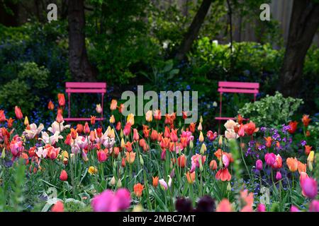 tulipa Rouge Lady, tulipa Ballerina, tulipa Rosa Impression, tulipa suncatcher, rote orange gelbe Aprikosenblüten, Frühling im Garten, gemischte Tulpen, Nadel Stockfoto