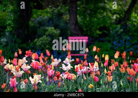 tulipa Rouge Lady, tulipa Ballerina, tulipa Rosa Impression, tulipa suncatcher, rote orange gelbe Aprikosenblüten, Frühling im Garten, gemischte Tulpen, Nadel Stockfoto