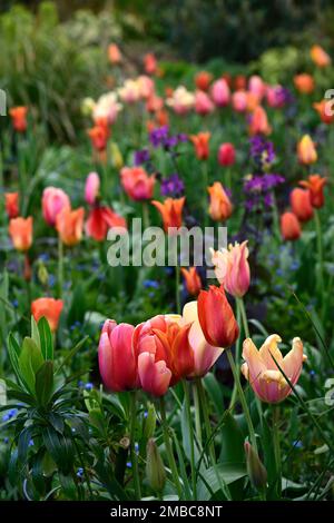 tulipa Rouge Lady, tulipa Ballerina, tulipa Rosa Impression, tulipa suncatcher, rote orange gelbe Aprikosenblüten, Frühling im Garten, gemischte Tulpen, Zimt Stockfoto