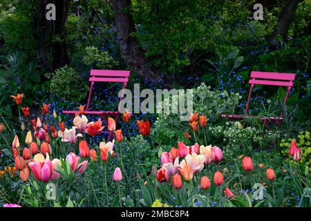 tulipa Rouge Lady, tulipa Ballerina, tulipa Rosa Impression, tulipa suncatcher, rote orange gelbe Aprikosenblüten, Frühling im Garten, gemischte Tulpen, Nadel Stockfoto