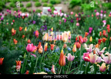 tulipa Rouge Lady, tulipa Ballerina, tulipa Rosa Impression, tulipa suncatcher, rote orange gelbe Aprikosenblüten, Frühling im Garten, gemischte Tulpen, Zimt Stockfoto