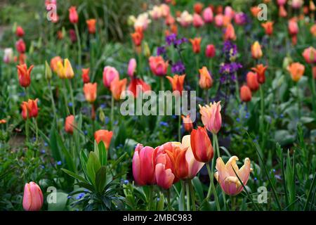 tulipa Rouge Lady, tulipa Ballerina, tulipa Rosa Impression, tulipa suncatcher, rote orange gelbe Aprikosenblüten, Frühling im Garten, gemischte Tulpen, Zimt Stockfoto