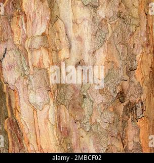 Abstrakter Hintergrund der natürlichen Eibenrinde. Taxus baccata. Nahaufnahme von rötlicher echter Rinde, natürlicher Textur. Eibenbaum. Stockfoto