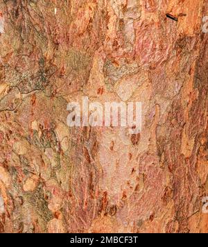 Abstrakter Hintergrund der natürlichen Eibenrinde. Taxus baccata. Nahaufnahme von rötlicher echter Rinde, natürlicher Textur. Eibenbaum. Stockfoto