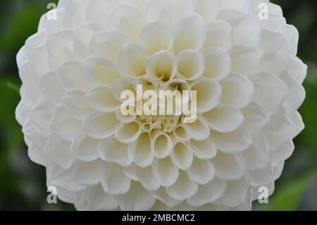 Details der Dahlienblüten-Makrofotografie. Hoher Kontrast und aufwändiges Blumenmuster. Weißer Hintergrund mit hohen Ziffern und Dahlienblüten. Stockfoto