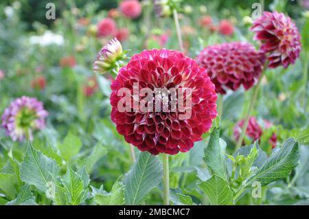 Nahaufnahme von Dahlia Jowey winnie, einem Ball, der Dahlienblüte bildet. Nahaufnahme oder Makrofoto einer Dahlie Stockfoto