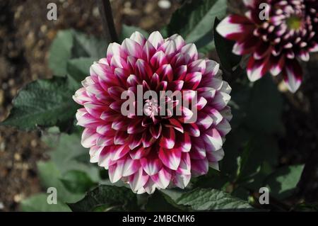 Nahaufnahme der wunderschönen violetten und weißen Dahlienblüten im Garten. Nahaufnahme der Dahlia, einer Kugel, die Dahlienblüte bildet. Blüte dunkelrot-weiße Dahlien Stockfoto