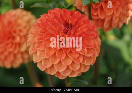 Leuchtend orange blühende Dahlia-Blume. Dahlia „Cornel Brons“ in Blume. Stockfoto
