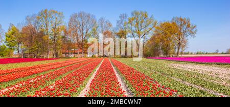 Panoramablick auf farbenfrohe rote Tulpen und Bäume auf einem Bauernhof in Noordoostpolder, Niederlande Stockfoto