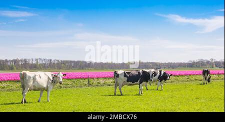 Kuhpanorama auf einem rosa Tulpenfeld in Noordostpolder, Niederlande Stockfoto