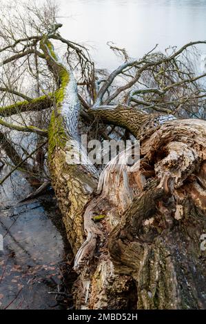 Ein gebrochener Baumstamm liegt im eisigen See Stockfoto