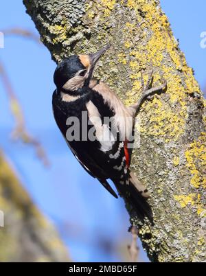 Woodpecker mit großem Fleck, der sich im Winter in den Cotswold Hills Gloucestershire UK an einem Baumstamm ernährt Stockfoto