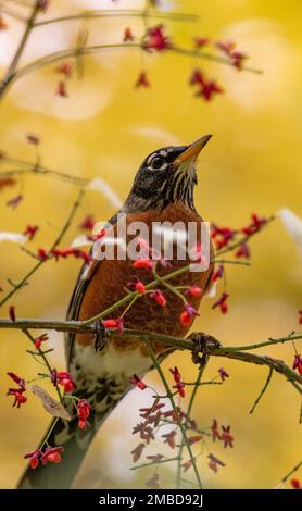 Ein vertikales Bild des amerikanischen Rotkehlkopfes (Turdus migratorius) auf einem Ast mit winzigen Blumen auf einem unscharfen Hintergrund Stockfoto