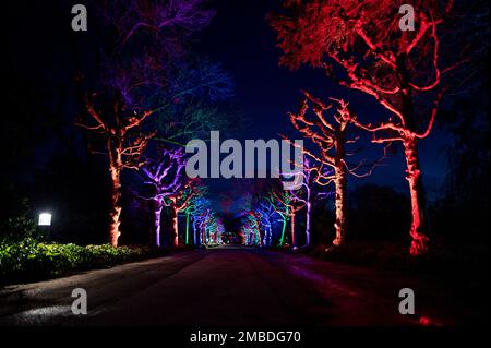 Essen, Deutschland. 20. Januar 2023. Bäume stehen farbenfroh beleuchtet auf einer Allee im Grugapark. Der Grugapark in Essen wird in den kommenden Wochen in fantasievollem Licht erstrahlen. Vom 21. Januar 2023 bis zum 26. Februar 2023 werden die Parklichter vom Lichtkünstler Flammersfeld installiert. Mit LEDs und Beamern wird der Grugapark zu einem Meer aus Lichtern. Kredit: Fabian Strauch/dpa/Alamy Live News Stockfoto