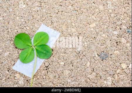 4-Blatt-Klee durch Klebeband auf einem zusätzlichen Blatt, ein traditioneller Glücksbringer Stockfoto