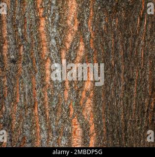 Abstrakter Hintergrund der natürlichen Lindenrinde. Tilia L. Nahaufnahme der grünen Rinde, natürliche Textur. Lindenbaum. Stockfoto