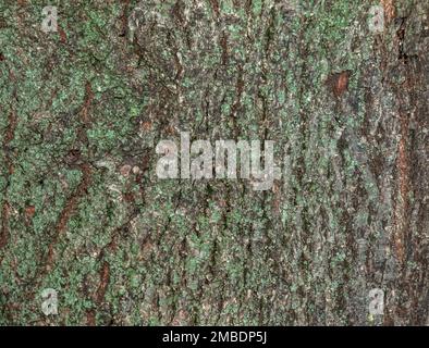 Abstrakter Hintergrund der natürlichen Lindenrinde. Tilia L. Nahaufnahme der grünen Rinde, natürliche Textur. Lindenbaum. Stockfoto