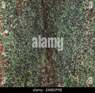 Abstrakter Hintergrund der natürlichen Lindenrinde. Tilia L. Nahaufnahme der grünen Rinde, natürliche Textur. Lindenbaum. Stockfoto