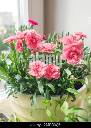 Rosafarbene Blüten von Dianthus chinensis, gemeinhin bekannt als Regenbogenrosa oder Chinarpink. Blühende Hauspflanze auf Fensterbank. Stockfoto