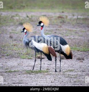 Graukranich (Balearica regulorum), Amboseli-Nationalpark, Kenia, Afrika Stockfoto