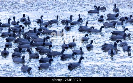 Der Rotknüppel (Fulica cristata), ein Mitglied der Eisenbahn- und Crake-Bird-Familie, die Rallidae, Amboseli-Nationalpark, Kenia, Afrika Stockfoto