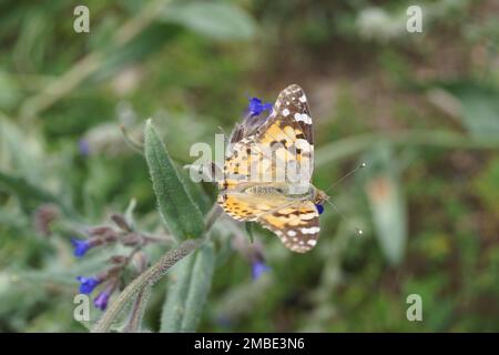 distel-Schmetterling, Schmetterling, der sich auf einer Blüte sonnt Stockfoto