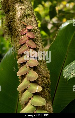 Plante tropicale du Costa Rica Stockfoto