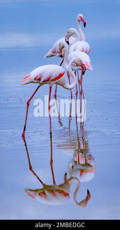 Flamingos (Phoenicopterus roseus), Amboseli-Nationalpark, Kenia Stockfoto