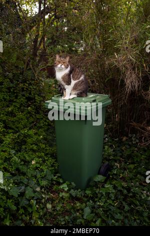 Tabby weiße Katze, die im Freien im grünen Garten auf einem Container für organische Abfälle sitzt. Konzeptbild für biologischen und nachhaltigen Katzenstreu. Stockfoto