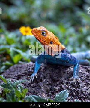 Die gemeine Agama, Rothaarige Felsenagama oder Regenbogenagama (Agama Agama), Amboseli-Nationalpark, Kenia Stockfoto