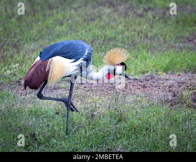 Graukranich (Balearica regulorum), Amboseli-Nationalpark, Kenia, Afrika Stockfoto