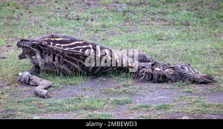 Toter Zebrakadaver, Folge der Dürre 2022, Amboseli-Nationalpark, Kenia Stockfoto