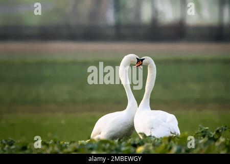 Wunderschöne weiße Schwäne auf einem grünen Feld im Winter Stockfoto