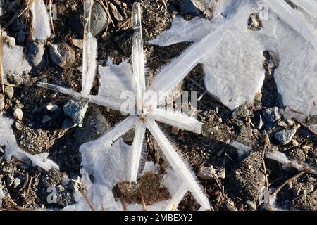 Nahaufnahme einer sternartigen Eisformation mit haararförmigem Reifrost, sonnenbeleuchtet und umgeben von Sand und kleinen Felsen Stockfoto