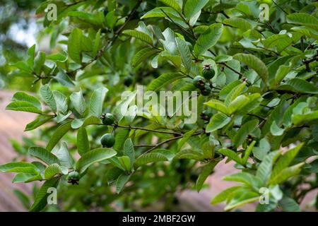 Neue Guaven auf dem Guavenbaum. Reihen grüner Guaven. Grüner Hintergrund. Stockfoto