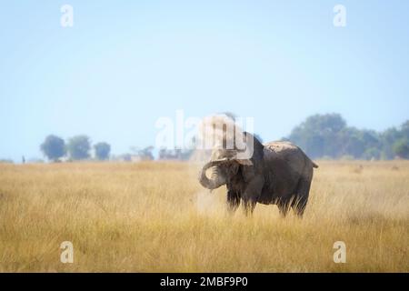 Elefant (Loxodonta africana) Bulle, der seinen Körper mit einem großen Dreck und Staub staubt. Chobe-Nationalpark, Botsuana, Afrika Stockfoto