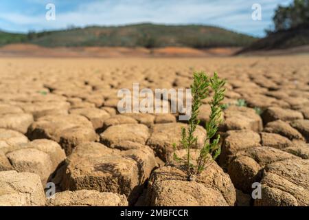 Wüstenwasserkanäle von Seen und Flüssen während der Sommerperiode der Dürre, das Konzept der globalen Erwärmung und der Austrocknung von Süßwasser. Stockfoto