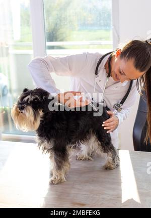 Junge Tierärztin, die einen süßen Miniaturschnauzer am Krankenwagen auf dem Tisch injiziert. Haustier-Gesundheitsvorsorge und Präventionskonzept Stockfoto