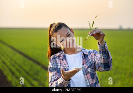 Junger Agrarwissenschaftler, der Weizensprossen mit Wurzel über Petrischale hält, auf dem Feld und das Pflanzenwachstum im Herbst kontrolliert Stockfoto