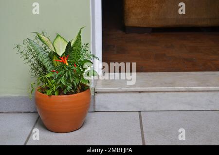 In einigen Geschäften in Brasilien gibt es die weit verbreitete Meinung, dass sie eine Vase mit den sieben Kräutern neben der Eingangstür platzieren, um negative Energien „wegzustoßen“. Stockfoto