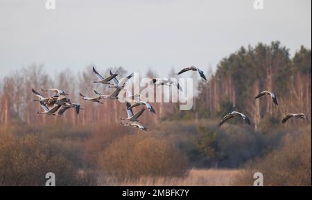 Gruppe von Kranichen (Grus grus) im Flug gegen Fuzzy Forest, Woiwodschaft Podlaskie. Polen, Europa Stockfoto