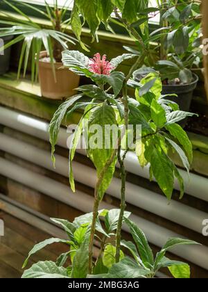 Rosafarbene Justicia Carnea-Blume oder brasilianische Plümchenblume. Blühende brasilianische Flöhe, Flamingo Blume oder Jakobinie, Blumenpflanze wächst im Gewächshaus Stockfoto