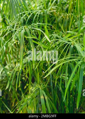 Vollgerahmtes Foto von Cyperus alternifolius, Schirmpapyrus, Schirmseide oder Schirmpalme. Grünes Laub einer grasähnlichen Pflanze. Stockfoto