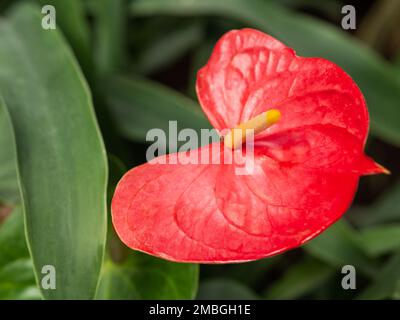 Rote Blume aus Anthurium oder Tailflower. Blühende Flamingo-Blume oder Laceleaf. Blühende Pflanzen wachsen im Gewächshaus oder zu Hause. Stockfoto