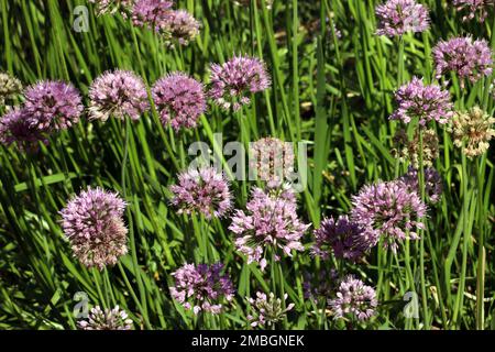 Sibirischer Lauch (Allium nutans) im Botanischen Garten, Nordrhein-Westfalen, Deutschland, Bonn Stockfoto