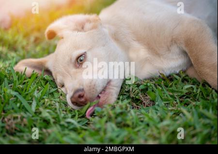 Porträt eines lustigen labrador Hündchens aus der Nähe Stockfoto