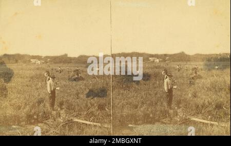 Reis schneiden. [Reisernte], (1868-1900?). Stockfoto