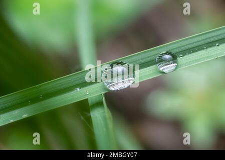 Nahaufnahme der Wassertropfen, die an den Blättern hängen Stockfoto